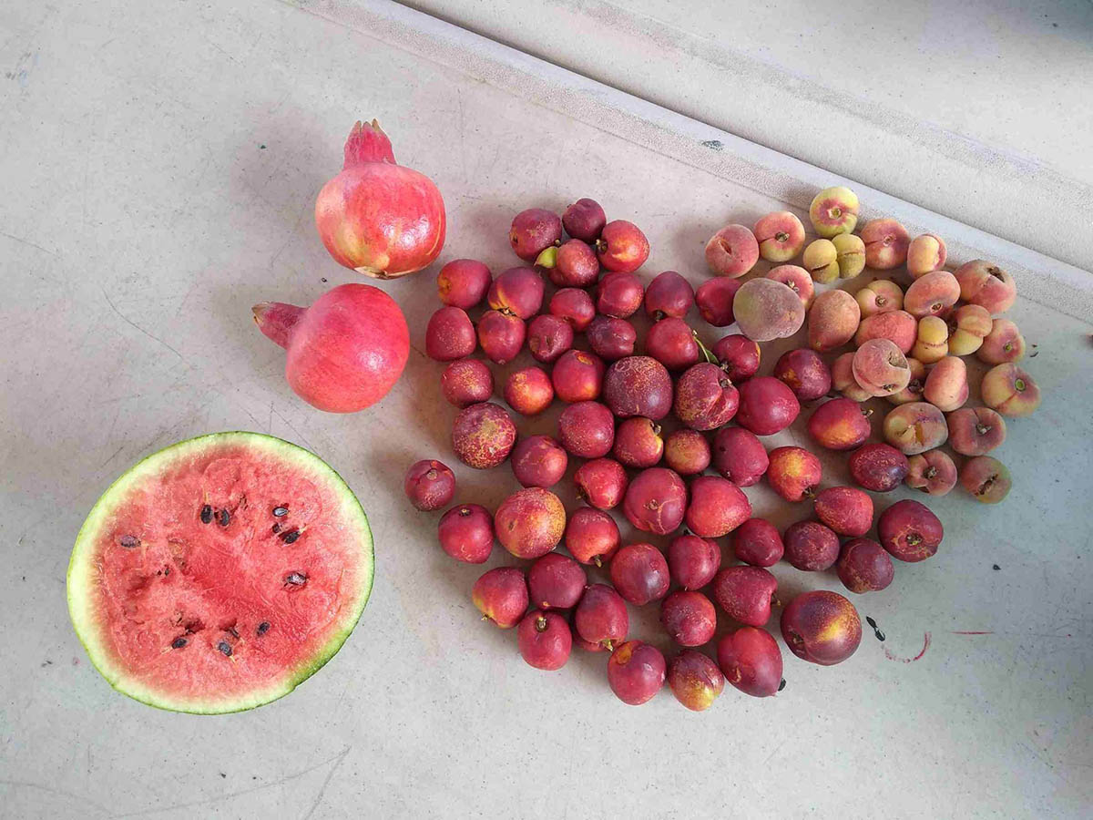 fruit-harvest-melon-pom-peaches-4-32DEFB136-C4B2-BECC-F370-1F0F55391EDE.jpg